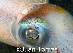 Free swiming squid by Juan Torres 